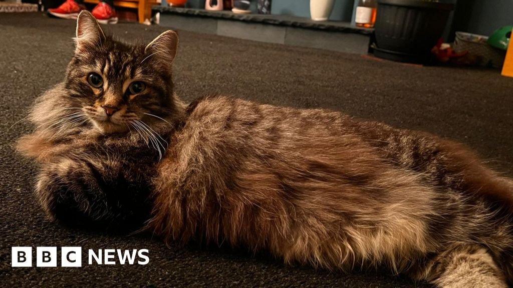 Elland family’s delight at return of cat taken by delivery driver