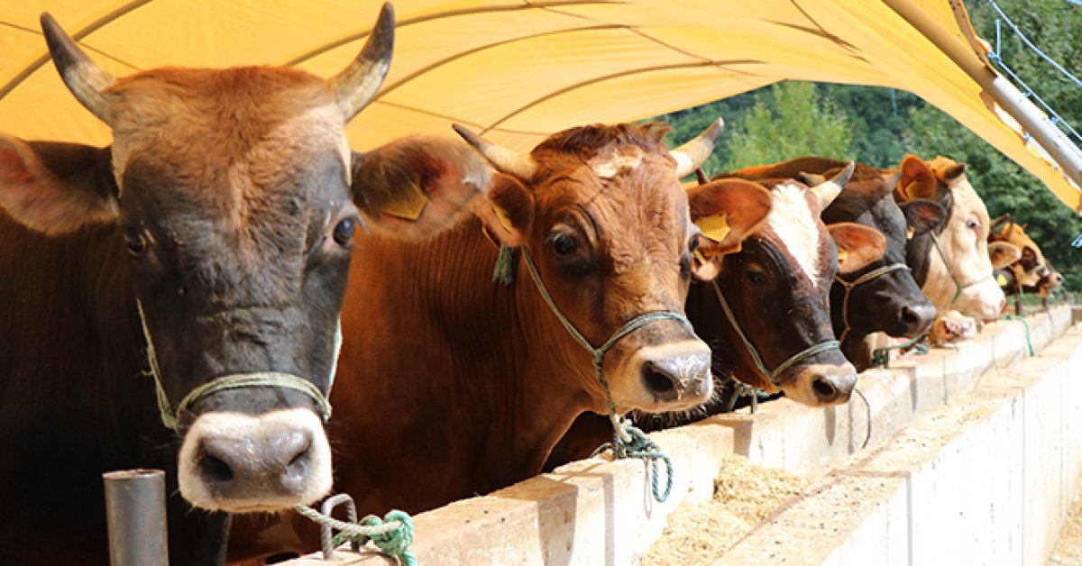 2026 Kurban Bayramı ne zaman başlıyor, hangi günlere denk geliyor? Kurban bayramı tatili kaç gün sürecek?